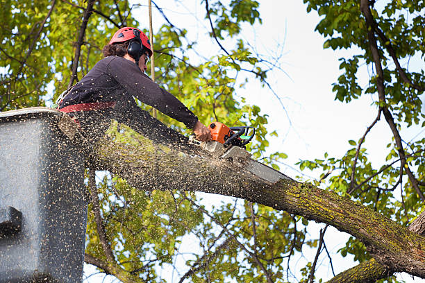 Best Arborist Consultation Services  in Tano Road, NM